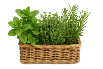 Naklejka premium Fresh mint, thyme, rosemary plants in wicker basket
