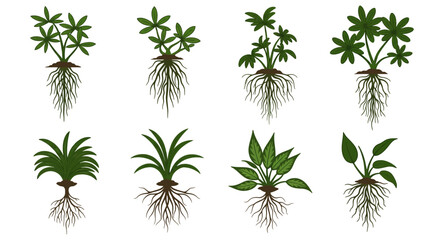 Diverse Plant Roots Botanical Vector Illustration