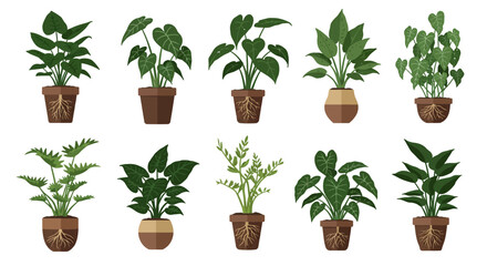 Obraz premium Potted Plants Collection Diverse Indoor Greenery for Home Decor & Garden Enthusiasts