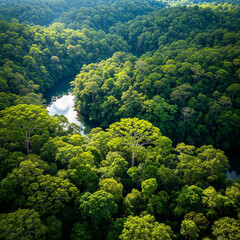 broccoli in the forest