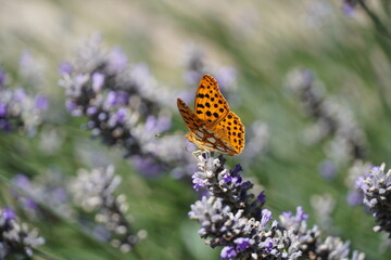 Argynnis Paphia
