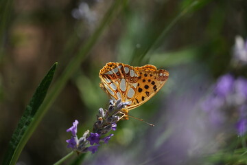 Argynnis Paphia