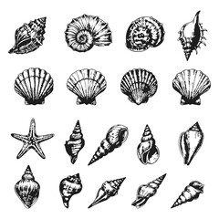 Detailed black and white seashell and starfish collection in engraved sketch style. Ideal for marine design, educational use, coastal decor, packaging, and nature-themed creative projects.