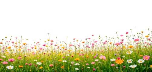 Flower Meadow with Blue Sky Isolated on White Background