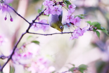 満開の河津桜とメジロ