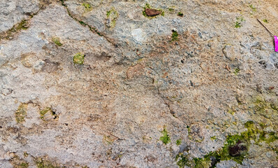 Close-up of weathered rough concrete wall with subtle moss growth and natural earthy tones, ideal for realistic texture or background design use.