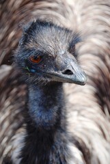 Emu close-up, Australia 