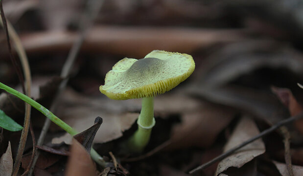 Mismo hongo amarillo de perfil