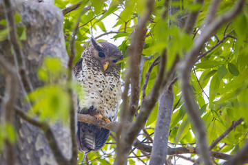 Young Spot-bellied Eagle owl, Bubo nipalensis (Ketupa nipalensis) perched on a branch.