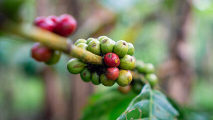 Close-up of coffee cherries cluster with one ripe red bean and several unripe green beans on a branch in the plantation.