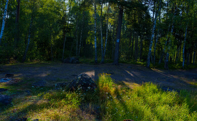 Sunlight filtering through summer forest with rocks and tall grass