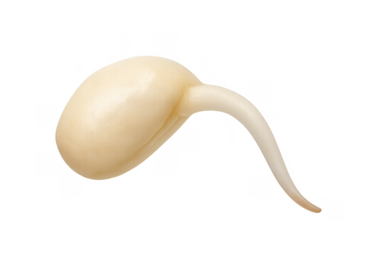 Sprouted bean growing and germinating, symbolizing new beginning