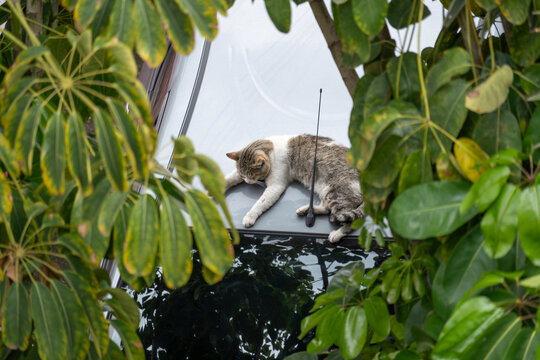 acercamiento a gato descansando sobre techo de coche