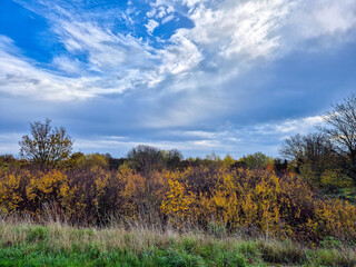 Fototapeta premium A beautiful landscape with trees in autumn color and a dramatic sky.