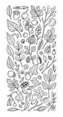 Fototapeta premium Isolated plant illustration on white background. Black and white detailed outline of plant element pattern with leaves