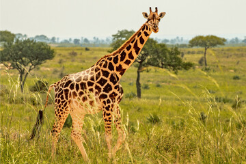 Obraz premium Majestic giraffe walks gracefully through a sun-drenched savanna landscape with scattered trees.