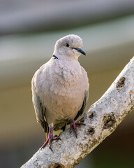 Eurasian Collared Dove perched on a tropical branch in natural light – Streptopelia decaocto