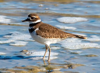 A Killdeer on the shore of Trinity Bay, Texas