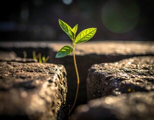 Small green plant growing from a crack between stone blocks in sunlight