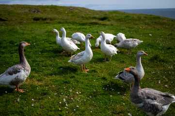 White and gray domestic geese on Atlantic ocean coast. Faroe islands, Denmark