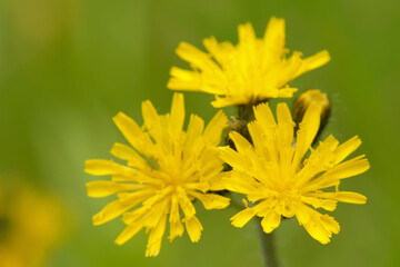 closeup of Canada hawkweed
