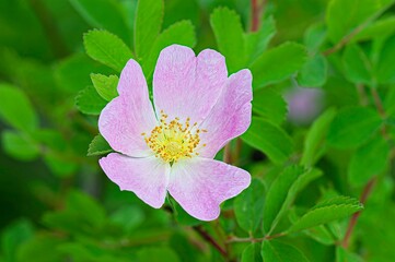 closeup of smooth wild rose