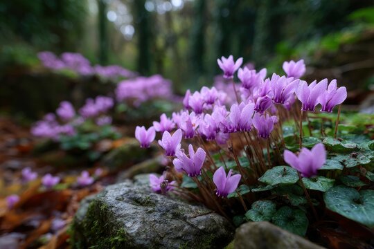 Delicate pink cyclamen flowers blooming near mossy rocks in a peaceful woodland setting.