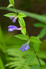 closeup of a skullcap wildflower