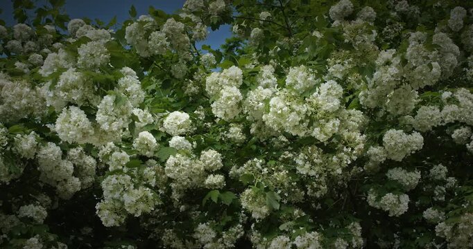 Abundant blooms of Viburnum opulus 'Boule de Neige' in garden