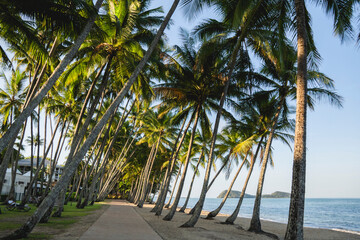 Obraz premium Walking path in between palm trees at Palm Cove, a secluded coastal village north of Cairns in Tropical North Queensland, Australia
