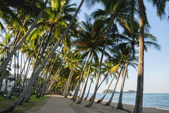 Walking path in between palm trees at Palm Cove, a secluded coastal village north of Cairns in Tropical North Queensland, Australia