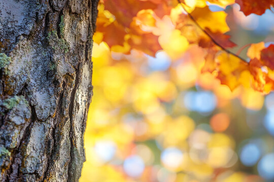 Close-up of tree bark with blurred background of colorful autumn leaves