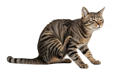 Brown Tabby Cat Scratching Itself on White Background.