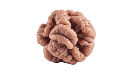 Close up of a brain showcasing its intricate folds and textures.