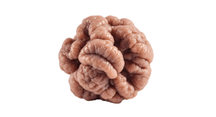 Close up of a brain showcasing its intricate folds and textures.