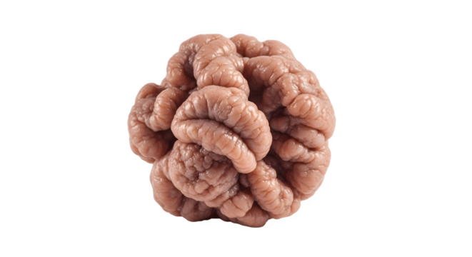 Close up of a brain showcasing its intricate folds and textures.