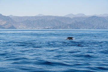 Dolphins in the Water - Oman