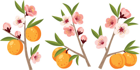 Fruit branches with blossoms and leaves, peach or apricot style, nature elements, intersect label, flat vector illustration, cartoon clipart set
