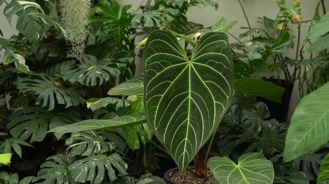 camera slowly moving in, close up view of an Anthurium hybrid huge leave, showing its beautiful dark green velvety leave shade with striking veins, tropical garden in the background