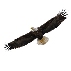 Fototapeta premium Majestic bald eagle soaring through the air, a symbol of freedom and power, captured in flight