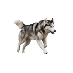 Fototapeta premium Majestic Siberian Husky striding gracefully showing the beauty and power of the dog breed