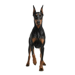 Striking Portrait of a Sleek Doberman Pinscher with a Confident Stance and Alert Expression