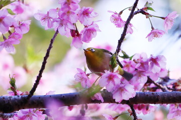 河津桜にとまるメジロ