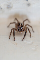 Pantropical Jumping Spider