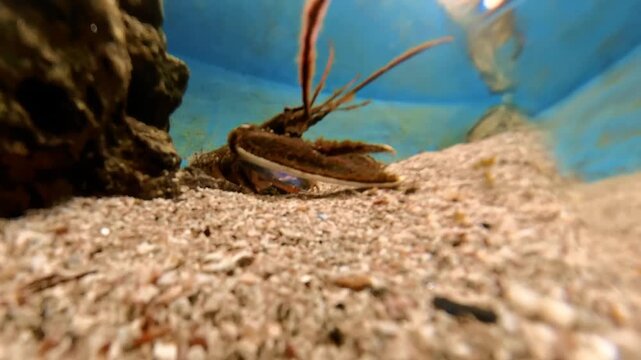 Spiny lobster Palinurus elephas crawling across sandy seabed between rocks in the Adriatic Sea, close-up of benthic marine life, texture and natural underwater habitat exploration