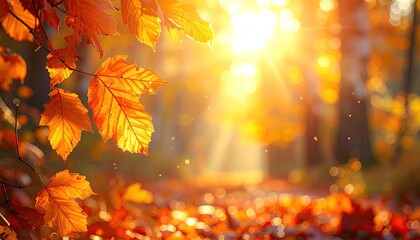 Autumn leaves bathed in sunlight (3)