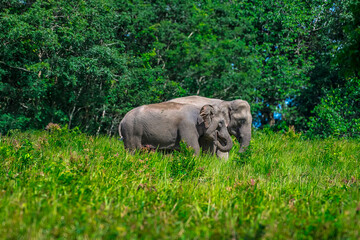 Obraz premium Its body is gray, its snout is called the trunk. The trunk of the Asian elephant has only one beak. Nakhon Ratchasima, Thailand.