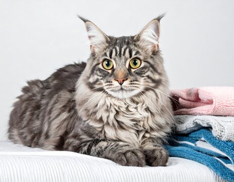 Silver tabby cat resting with folded laundry
