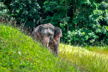 Its body is gray, its snout is called the trunk. The trunk of the Asian elephant has only one beak. Nakhon Ratchasima, Thailand.