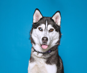 Cute dog on an isolated background studio shot